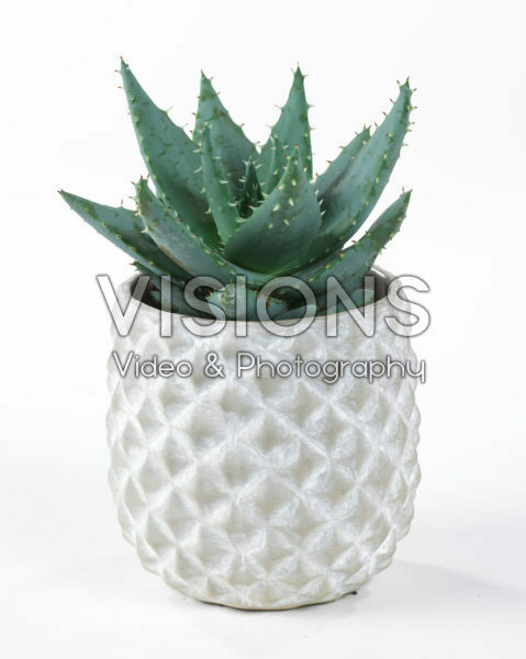 Aloe pegalare Aloe pegalare