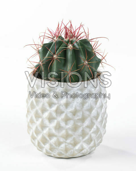 Ferocactus stainesii Ferocactus stainesii