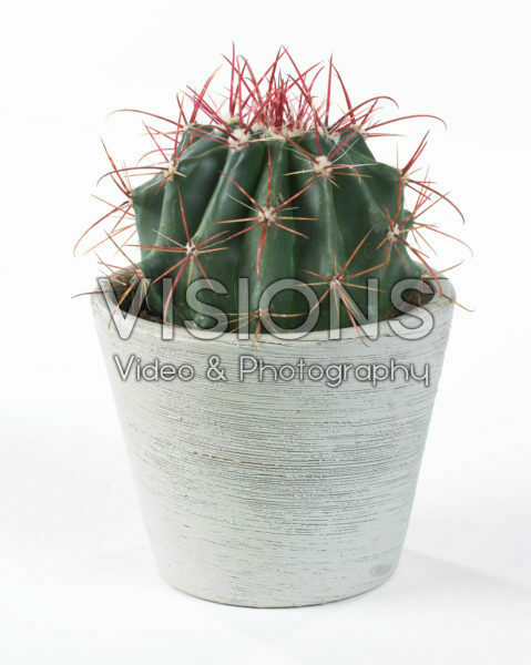 Ferocactus stainesii Ferocactus stainesii