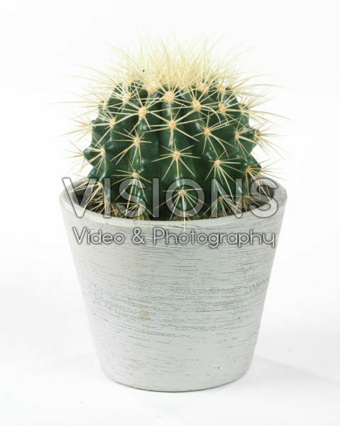 Echinocactus grusonii Echinocactus grusonii