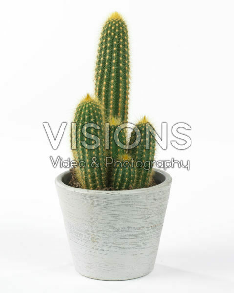 Weberbauerocereus winterianus Weberbauerocereus winterianus