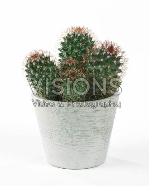 Mammillaria backebergiana ernestii Mammillaria backebergiana ernestii