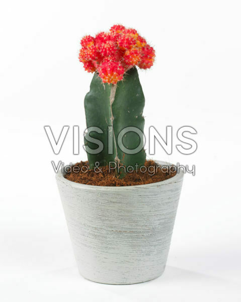 Gymnocalycium mihanovichii red Gymnocalycium mihanovichii red