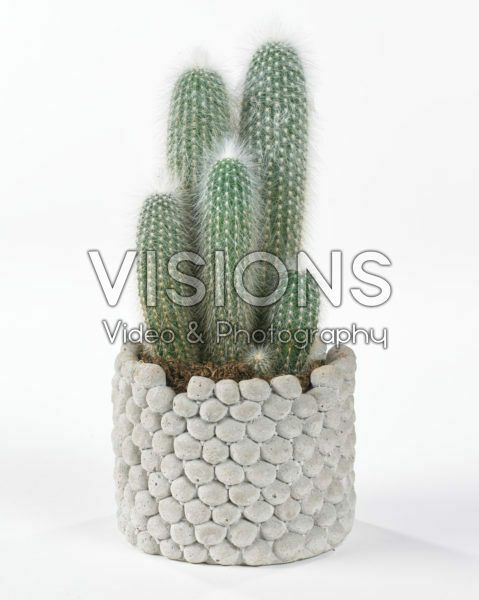 Cleistocactus strausii Cleistocactus strausii