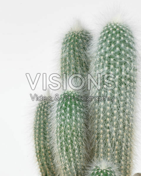 Cleistocactus strausii Cleistocactus strausii