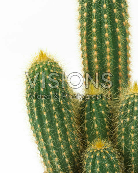 Weberbauerocereus winterianus Weberbauerocereus winterianus