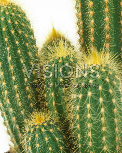 Weberbauerocereus winterianus Weberbauerocereus winterianus