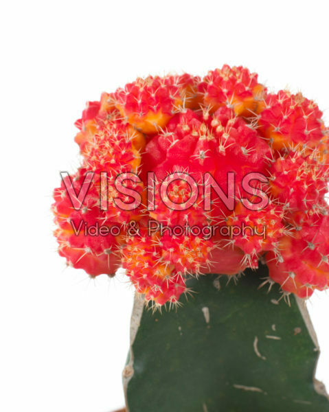 Gymnocalycium mihanovichii red Gymnocalycium mihanovichii red