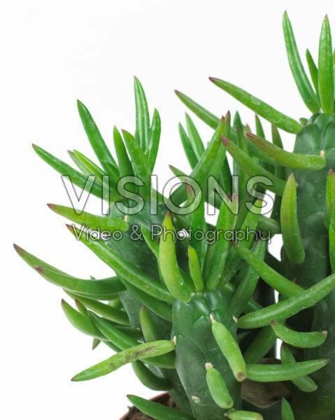 Opuntia subulata Opuntia subulata