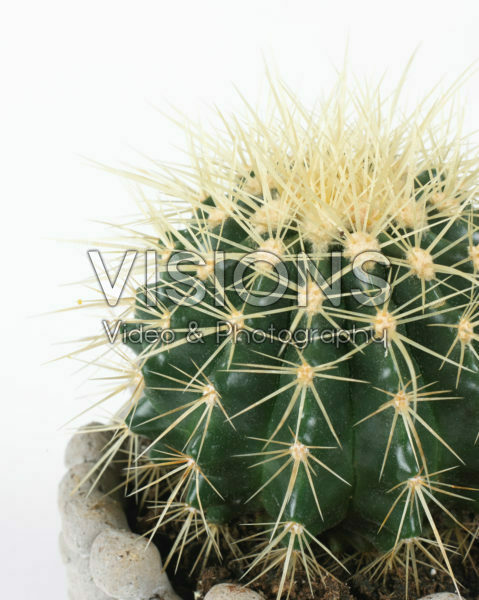 Echinocactus grusonii Echinocactus grusonii