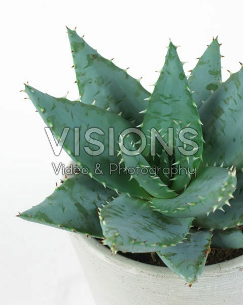 Aloe pegalare Aloe pegalare