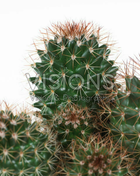 Mammillaria backebergiana ernestii | Visions Pictures