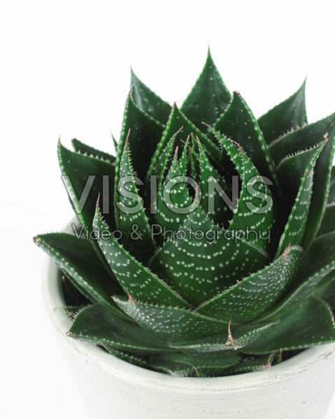 Aloe aristata Cosmo Aloe aristata Cosmo
