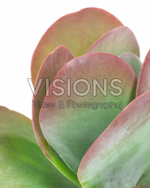 Kalanchoe thyrsiflora Kalanchoe thyrsiflora
