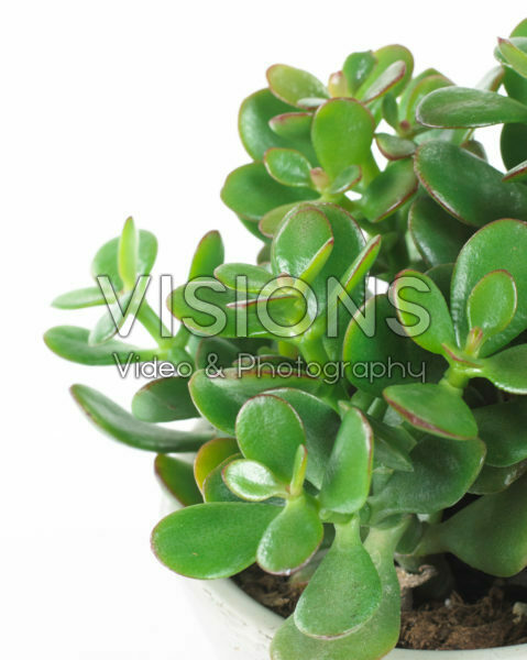 Crassula ovata Crassula ovata