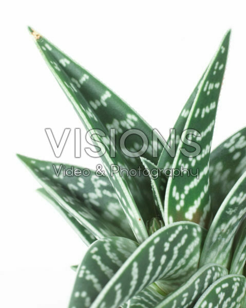 Aloe variegata Aloe variegata