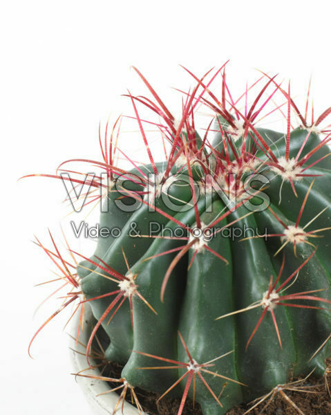 Ferocactus stainesii Ferocactus stainesii