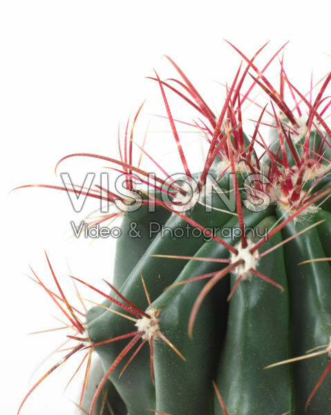 Ferocactus stainesii Ferocactus stainesii