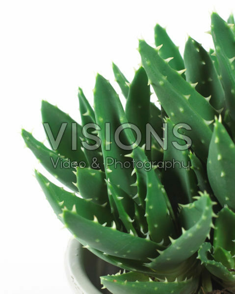 Aloe mitriformis Aloe mitriformis