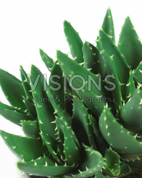 Aloe mitriformis Aloe mitriformis