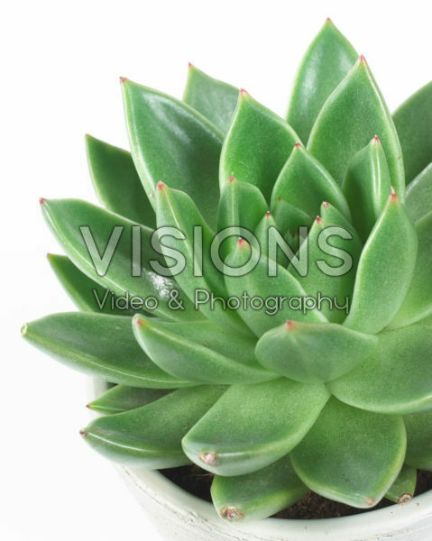 Echeveria agavoides Echeveria agavoides