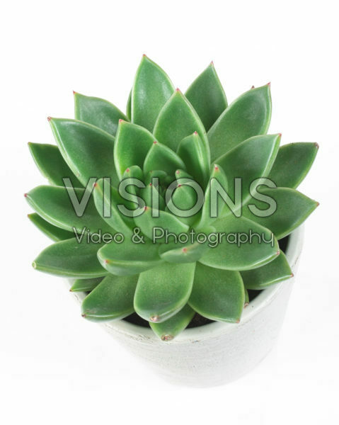 Echeveria agavoides Echeveria agavoides