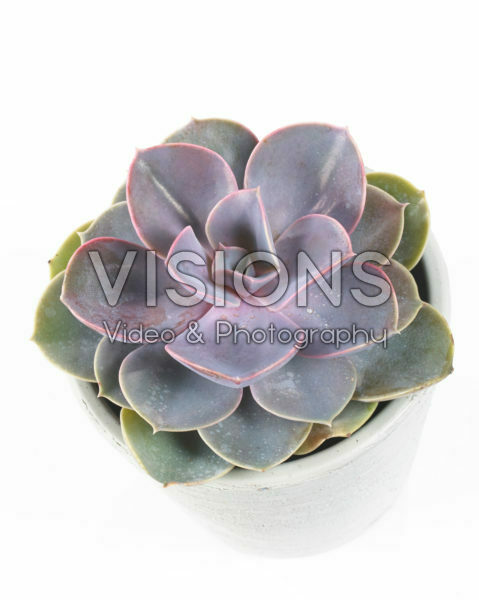 Echeveria Perle von Nurnberg Echeveria Perle von Nurnberg