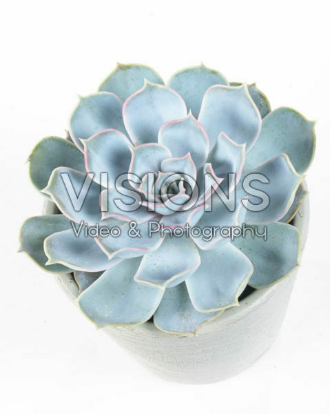 Echeveria lilacina Echeveria lilacina