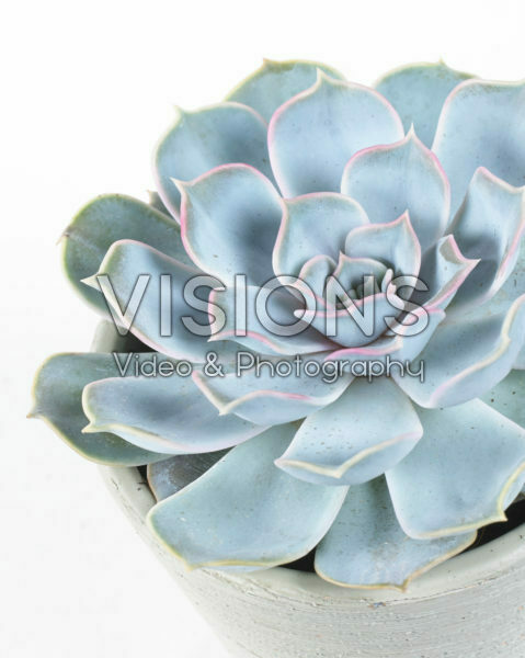 Echeveria lilacina Echeveria lilacina