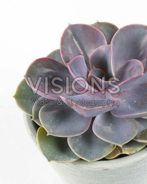 Echeveria Perle von Nurnberg Echeveria Perle von Nurnberg