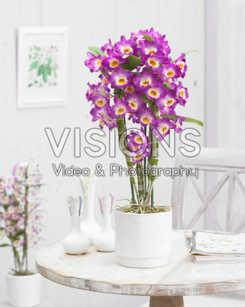 Dendrobium Nobile Star Class Akatsuki Dendrobium Nobile Star Class Akatsuki