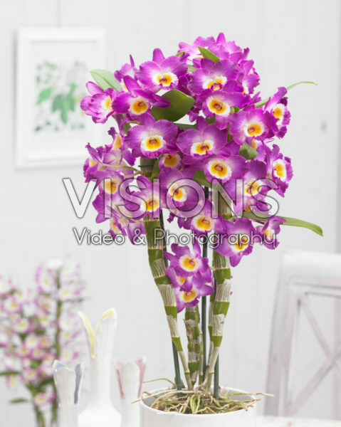 Dendrobium Nobile Star Class Akatsuki Dendrobium Nobile Star Class Akatsuki