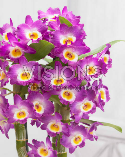 Dendrobium Nobile Star Class Akatsuki Dendrobium Nobile Star Class Akatsuki