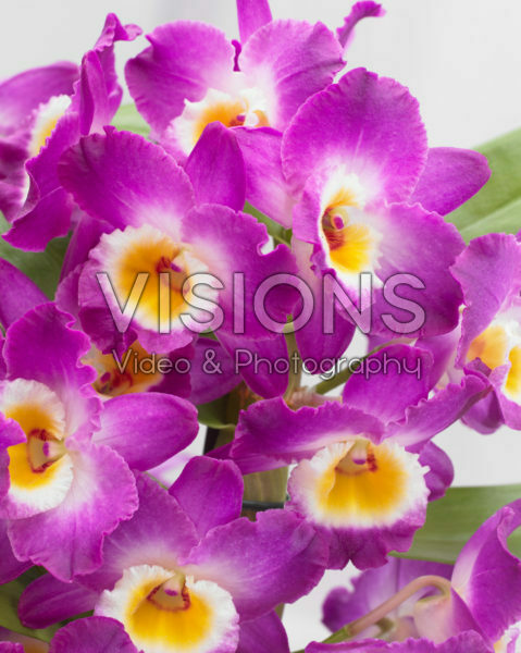 Dendrobium Nobile Star Class Akatsuki Dendrobium Nobile Star Class Akatsuki
