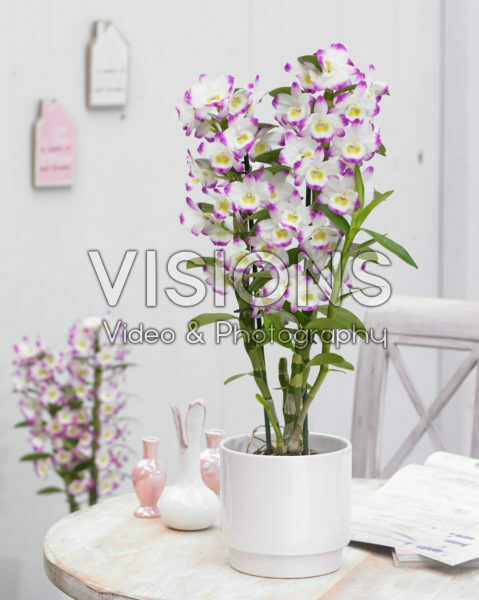 Dendrobium Nobile Irene Smile Dendrobium Nobile Irene Smile