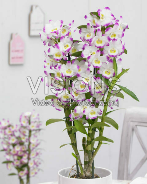 Dendrobium Nobile Irene Smile Dendrobium Nobile Irene Smile