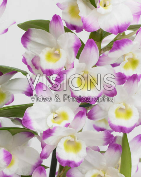 Dendrobium Nobile Irene Smile Dendrobium Nobile Irene Smile