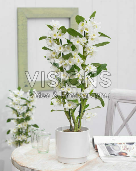 Dendrobium Nobile Star Class Apollon Dendrobium Nobile Star Class Apollon
