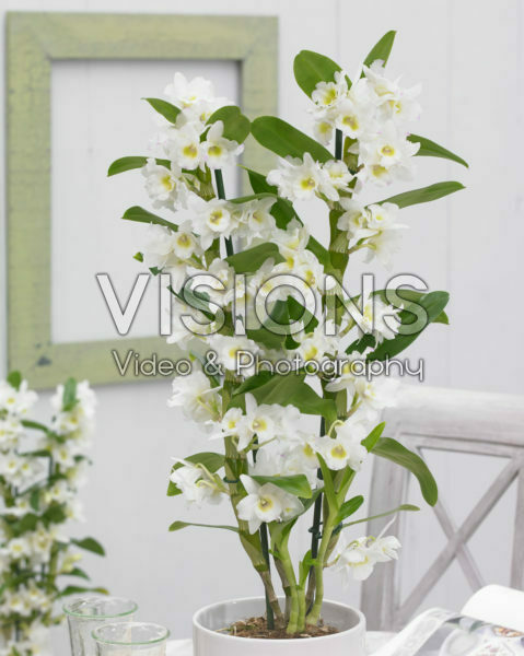 Dendrobium Nobile Star Class Apollon Dendrobium Nobile Star Class Apollon