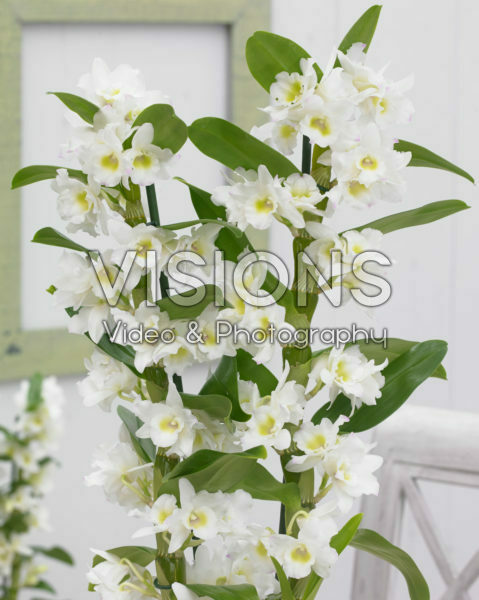 Dendrobium Nobile Star Class Apollon Dendrobium Nobile Star Class Apollon