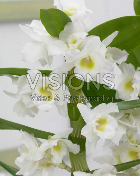 Dendrobium Nobile Star Class Apollon Dendrobium Nobile Star Class Apollon