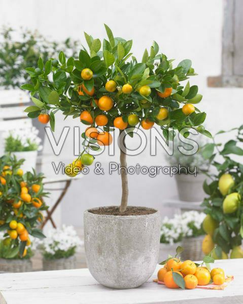 Citrofortunella microcarpa Citrofortunella microcarpa
