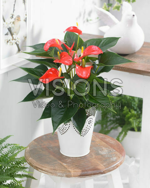 Anthurium Matiz ® Anthurium Matiz ®