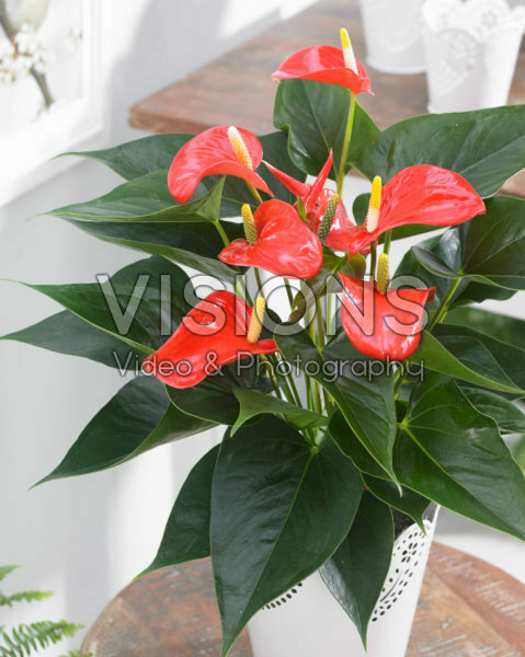 Anthurium Matiz ® Anthurium Matiz ®