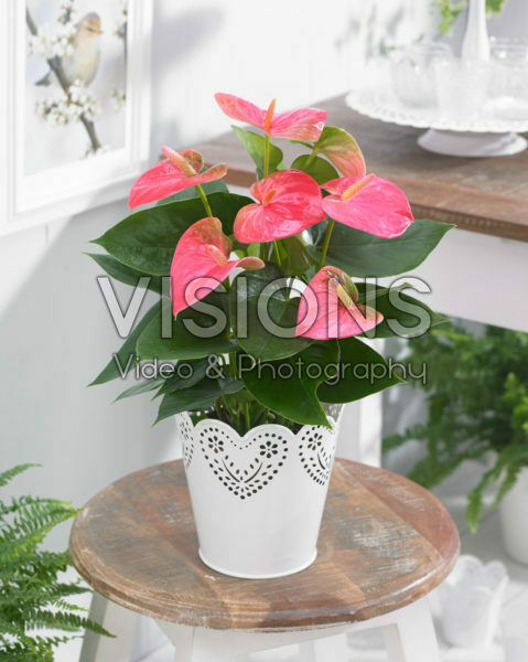 Anthurium Sweetheart Pink Anthurium Sweetheart Pink