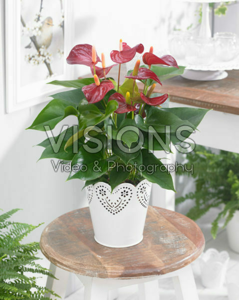 Anthurium Piccolo Anthurium Piccolo