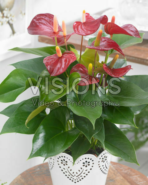 Anthurium Piccolo Anthurium Piccolo