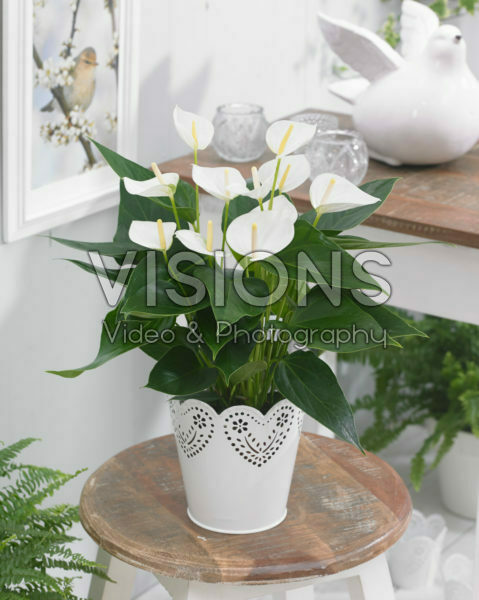Anthurium Elido Anthurium Elido