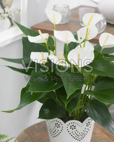 Anthurium Elido Anthurium Elido