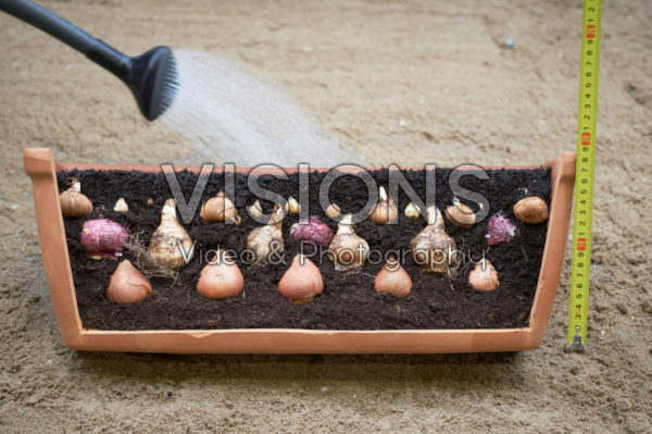 Layer planting of flower bulbs